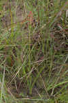 Coastal false asphodel